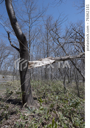 山中一棵大斷樹 76862181