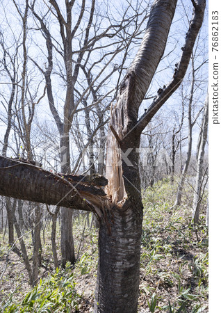 山中一棵大斷樹 山中一棵大斷樹 76862183