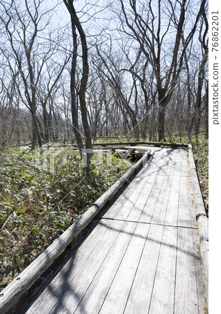 Scenery of a wooden path near the azaleas in Nasu, Tochigi Prefecture 76862201