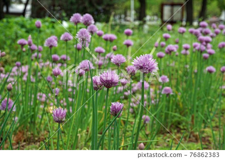 韭菜花 韭菜花 76862383