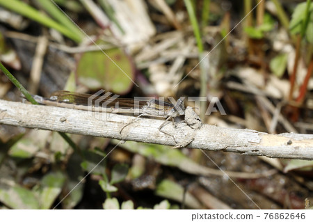 Otsunemumbo 76862646