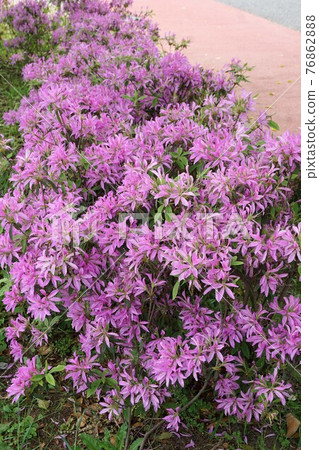 Mochimizu flowers 76862888