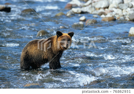 Brown bear walking in the river (Shiretoko, Hokkaido) Brown bear walking in the river (Shiretoko, Hokkaido) 76862931