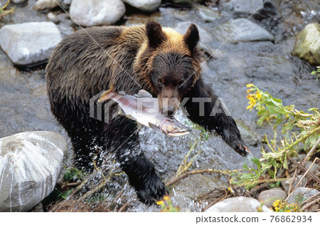 A brown bear that caught a northern blue trout (Shiretoko, Hokkaido) A brown bear that caught a northern blue trout (Shiretoko, Hokkaido) 76862934