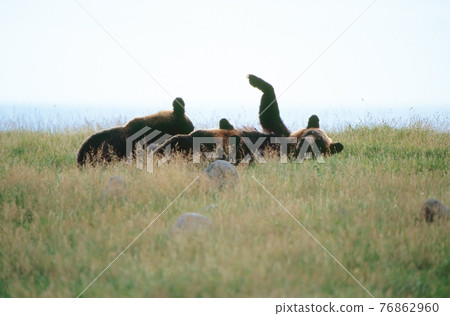 Breastfeeding brown bears (Shiretoko, Hokkaido) Breastfeeding brown bears (Shiretoko, Hokkaido) 76862960