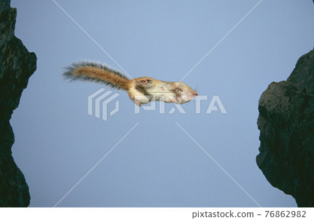 從岩石上跳下的蝦夷花栗鼠（北海道鹿葵町） 76862982