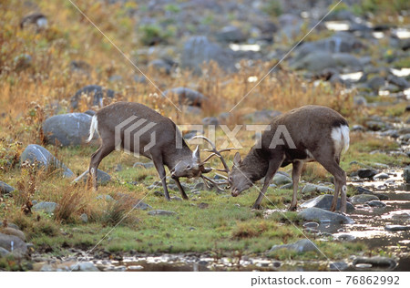 雄性梅花鹿（北海道知床） 76862992