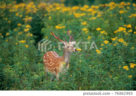 花田和雄性梅花鹿（北海道知床） 76862993