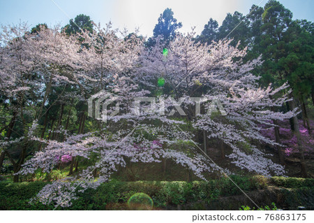 Satoyama Spring Cherry Blossoms in Full Bloom Suzumegawa Dam Lake Park Satoyama Spring Cherry Blossoms in Full Bloom Suzumegawa Dam Lake Park 76863175