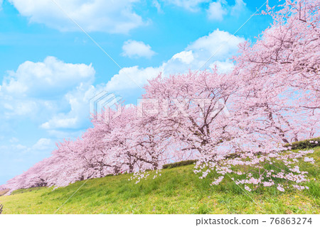 Blue sky and cherry blossoms in full bloom 76863274