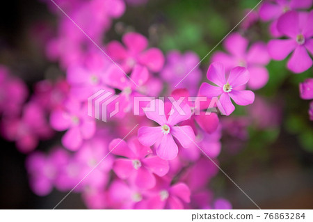 Close-up of Sapindaceae 76863284