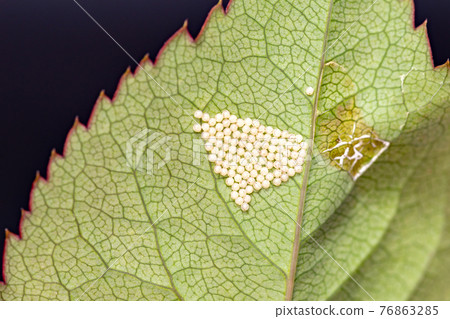 Insect eggs laid on rose leaves 76863285