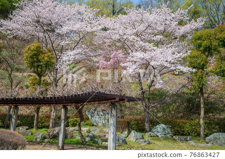 Satoyama spring, cherry blossoms in full bloom, Suzumegawa Sabo dam lake, lakeside Satoyama spring, cherry blossoms in full bloom, Suzumegawa Sabo dam lake, lakeside 76863427