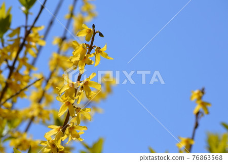 Forsythia flowers and blue sky 76863568