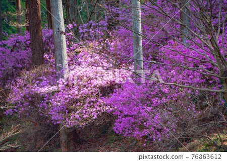 Satoyama Spring Murasaki Azalea Jakugawa Dam Lake Park Promenade Satoyama Spring Murasaki Azalea Jakugawa Dam Lake Park Promenade 76863612