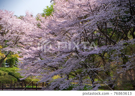 里山春天盛開櫻花鈴目川水壩湖公園湖邊 76863613