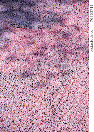 Satoyama Spring isn't it? Suzumegawa Sabo Dam Park Lakeside 76863711