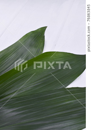 Coconut leaves on a white background. Free space for text. Copy space 76863845