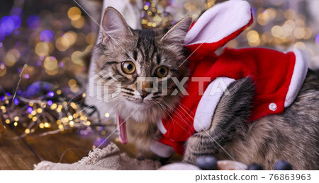 Beautiful cat in santa claus clothing. Background with bokeh, photo for Merry Christmas card Beautiful cat in santa claus clothing. Background with bokeh, photo for Merry Christmas card 76863963