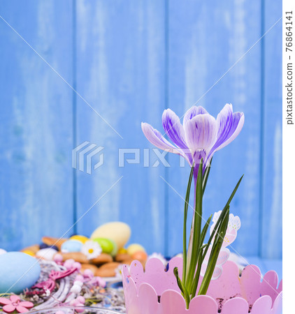 Crocus vernus in a pink pot on a blue background. Copy space, flat lay 76864141