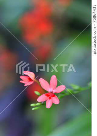Flowers blooming in the flowerbed in Naha city 76864435
