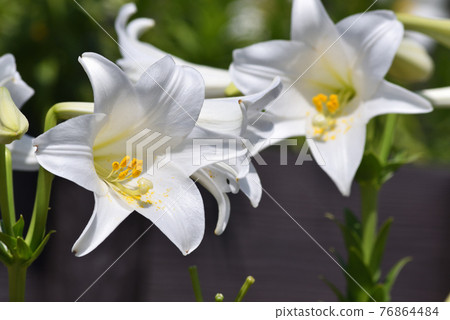 Lily flowers in Okinawa Naha Oishi Park Lily flowers in Okinawa Naha Oishi Park 76864484