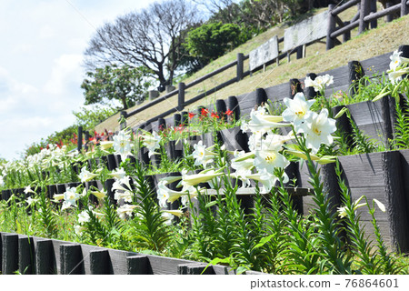 Lily flowers in Okinawa Naha Oishi Park Lily flowers in Okinawa Naha Oishi Park 76864601