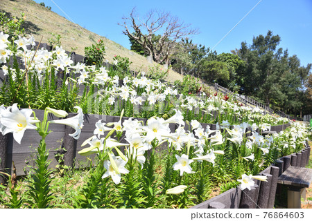 Lily flowers in Okinawa Naha Oishi Park Lily flowers in Okinawa Naha Oishi Park 76864603