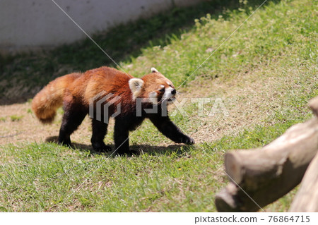 Walking around red panda 76864715