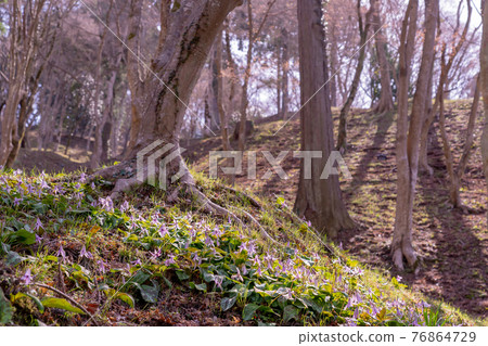 Asuke-cho, Toyota City, Aichi Prefecture, Korankei Gorge's Katakuri colony 76864729
