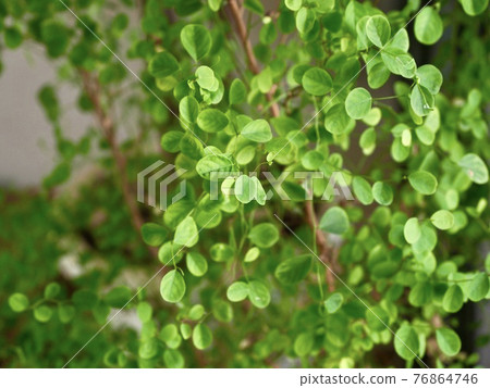 Youshkobannoki 1 76864746