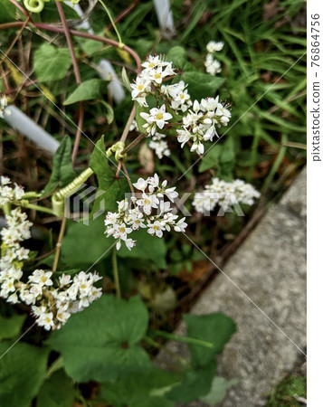 橫濱市 十一月花 赤尻蕎麥麵 2 橫濱市 十一月花 赤尻蕎麥麵 2 76864756
