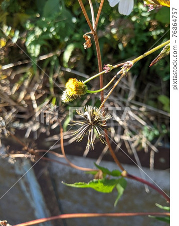 Yokohama City November Flower Oobana Sendangusa Seed 1 Yokohama City November Flower Oobana Sendangusa Seed 1 76864757