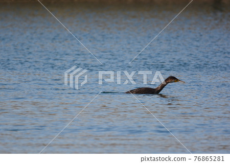 Japanese cormorant swimming at the beach 76865281