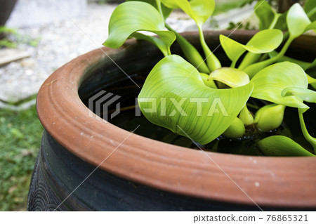 Duckweed growing in a water tank 76865321