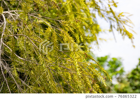 農村的樹葉背景 76865322