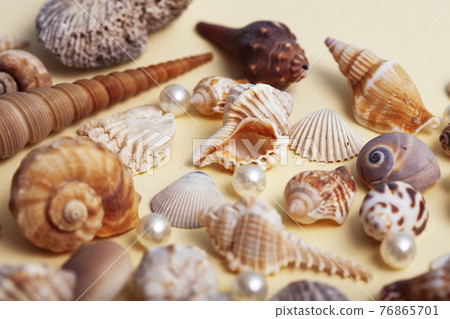 a lot of different empty sea shells on yellow background, macro details 76865701