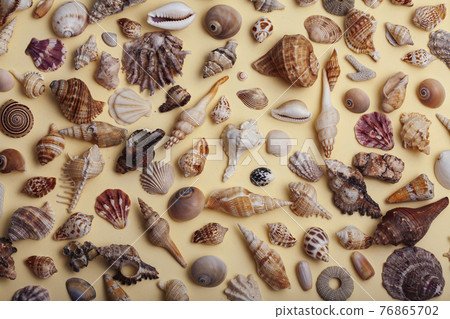a lot of different empty sea shells on yellow background, macro details 76865702