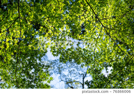 Fresh green of maple looking up Transmitted light on a sunny day a-1 76866006