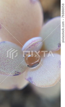 Succulents with water droplets 76866058