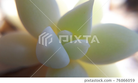 Close up of succulents 76866059