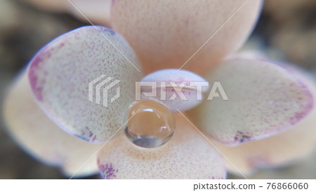 Succulents with water droplets 76866060