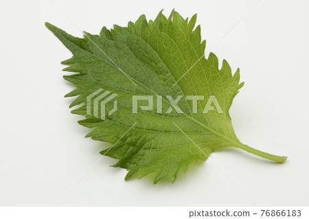 Macrophyll  76866183