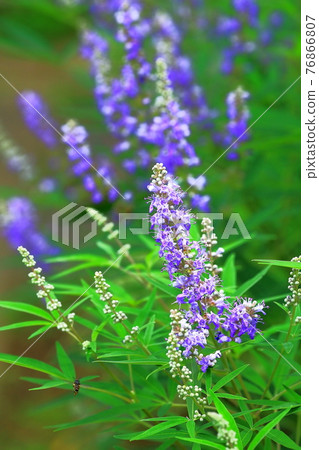 Seiyou胡蘿蔔紫色花 Seiyou胡蘿蔔紫色花 76866807