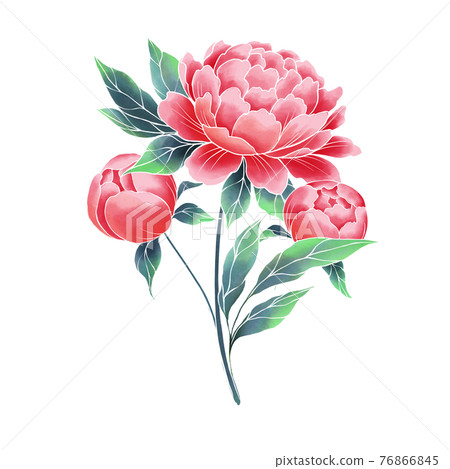 Garden peony. Watercolor style, hand painted illustration Garden peony. Watercolor style, hand painted illustration 76866845