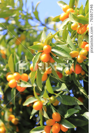 Kumquat that grows fluffy 76867346