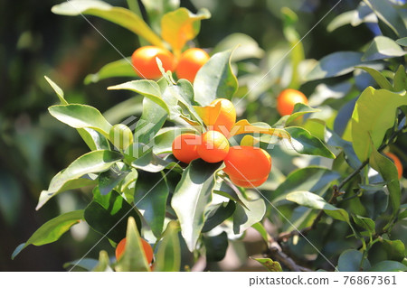 長得蓬鬆的金橘 76867361