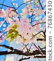 Yaezakura和藍天 76867430