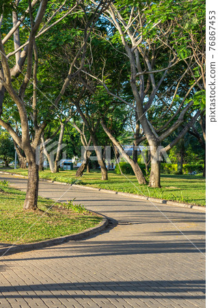 Natural trees and grass lawn along the path in summer park 76867453