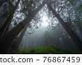 Misty forest in rainy season. 76867459